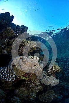 Coral reef under the surface