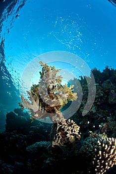 Coral reef under the surface