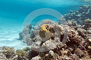 Coral reef under the surface of water in tropical sea, underwa