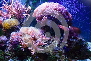 Coral reef underwater