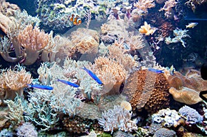 Coral reef photo