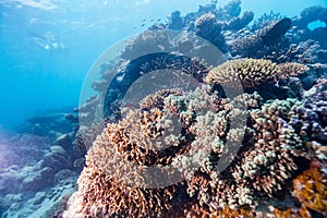 Coral reef underwater photo