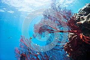 Coral reef underwater