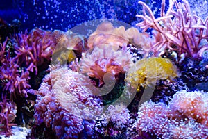 Coral reef underwater