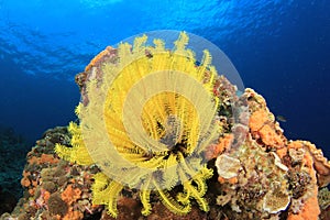 Coral Reef Underwater