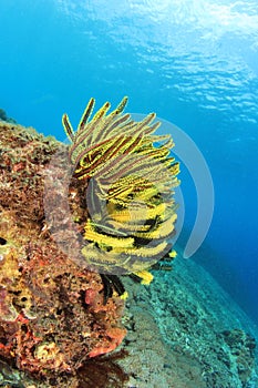 Coral Reef Underwater
