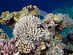 Coral reef underwater panorama with school of colorful tropical fish