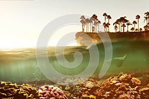 Coral Reef underwater perspective