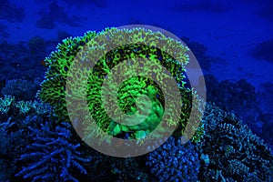 Coral reef underwater photo