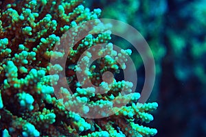 Coral reef underwater photo