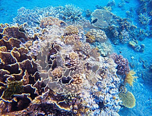 Coral reef underwater photo. Snorkeling in tropics. Exotic island seaside vacation.