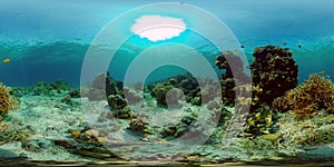 Coral reef and tropical fish underwater. Philippines. 360-Degree view.