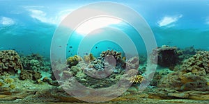 Coral reef and tropical fish underwater. Philippines. 360-Degree view.