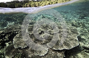 Coral reef underwater view at Bunaken Island