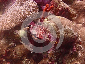 Coral reef underwaterphotography ocean maldives