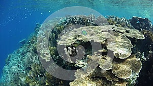 Coral Reef in Wayag, Raja Ampat