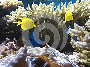 Coral reef yellow fish