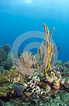 Coral reef yellow rope sponge