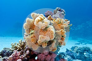 Coral reef with yellow soft coral sarcophyton at the bottom of tropical sea in on blue water background