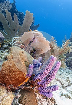 Coral reefCoral reef off the coast of Raotan Honduras