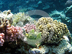 Coral reefs