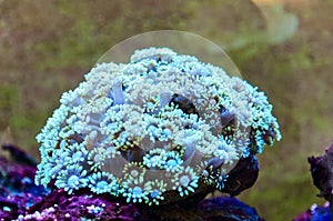 Coral reefs photo