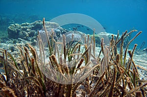 Coral reefs