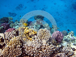 Coral reefs and fish photo