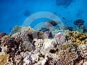 Coral reefs and fish