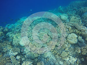 Coral reefs fish