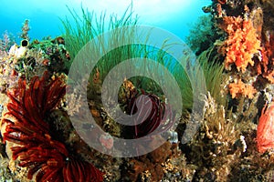 Coral reefs and fishes photo