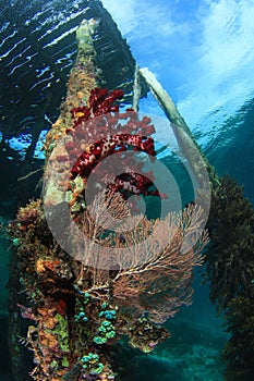Coral reefs and fishes photo