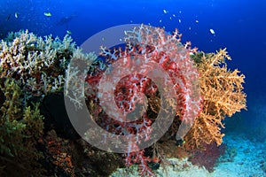 Coral reefs and fishes photo