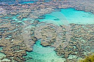 Coral reefs in Hanauma Bay, Hawaii