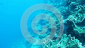 Coral reefs in Maldives