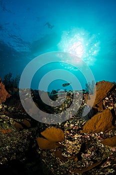 Coral reefs from the sea of cortez, Mexico