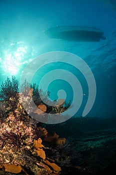 Coral reefs from the sea of cortez, Mexico