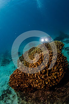 Coral reefs from the sea of cortez, Mexico