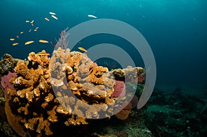 Coral reefs from the sea of cortez, Mexico