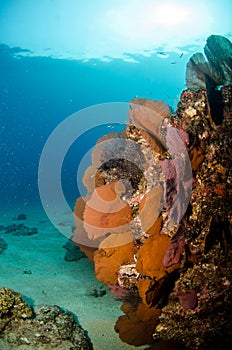 Coral reefs from the sea of cortez, Mexico