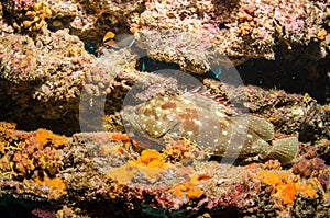 Coral reefs from the sea of cortez, Mexico