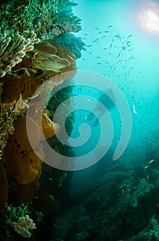 Coral reefs from the sea of cortez, Mexico