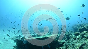 Coral reefs from the sea of cortez, Mexico