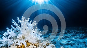 Coral reefs struggle to thrive as rising ocean acidification disrupts their growth, showcasing the urgent need for photo