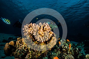 Coral reefs and water plants in the Red Sea, colorful and different colors