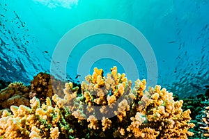 Coral reefs and water plants in the Red Sea, colorful and different colors