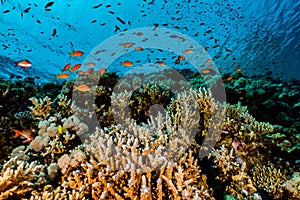 Coral reefs and water plants in the Red Sea, colorful and different colors