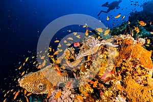 Coral reefs and water plants in the Red Sea, colorful and different colors