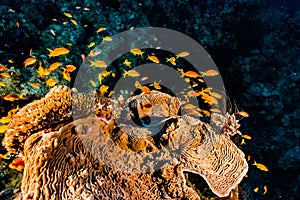 Coral reefs and water plants in the Red Sea, colorful and different colors