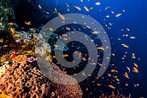 Coral reefs and water plants in the Red Sea, colorful and different colors